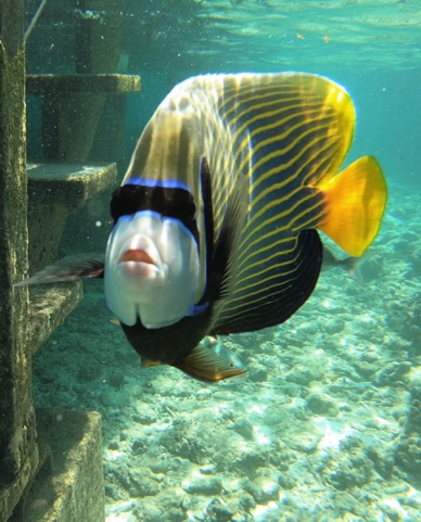 Emperor Angelfish