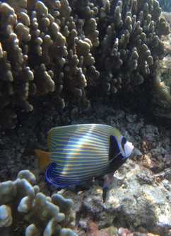 Emperor Angelfish