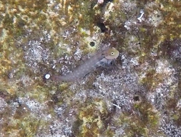 Blenny