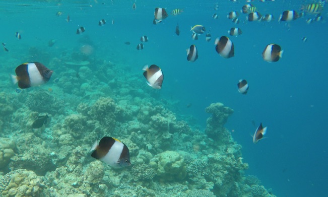 Black Pyramid Butterflyfish