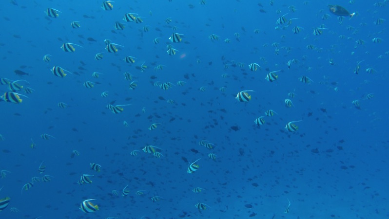 Bannerfish