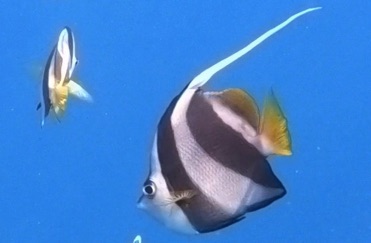 Bannerfish