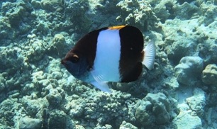 Black Pyramid Butterflyfish