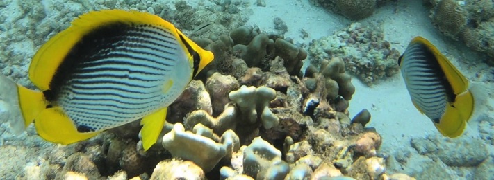 Blackback Butterflyfish