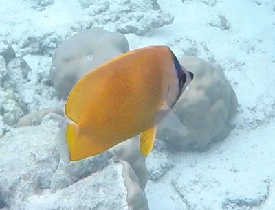 Brown Butterflyfish