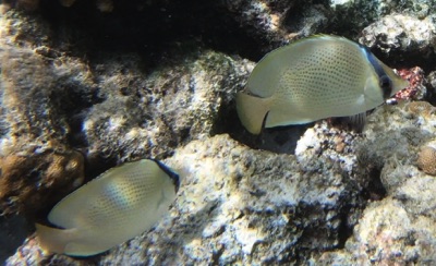 Citron Butterflyfish