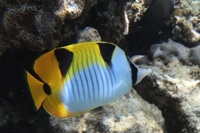 Double-saddle Butterflyfish