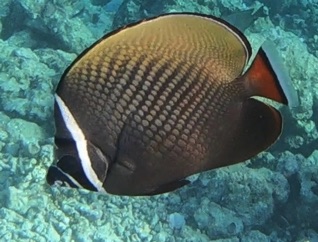 Head-band Butterflyfish