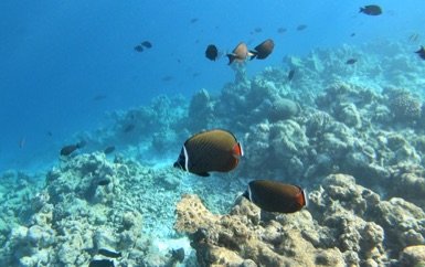 Head-band Butterflyfish