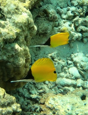 Long-nose Butterflyfish