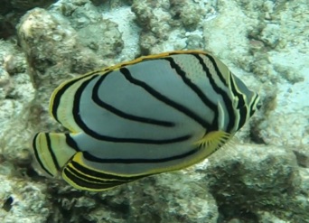 Scrawled Butterflyfish