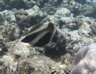 Phantom Bannerfish