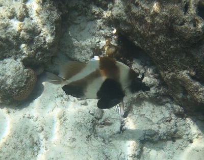 Phantom Bannerfish