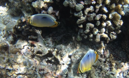 Pinstriped Butterflyfish