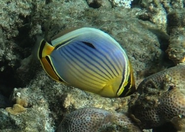 Pinstriped Butterflyfish