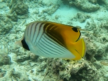 Threadfin Butterflyfish