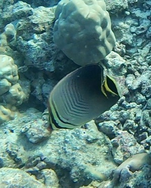 Triangular Butterflyfish