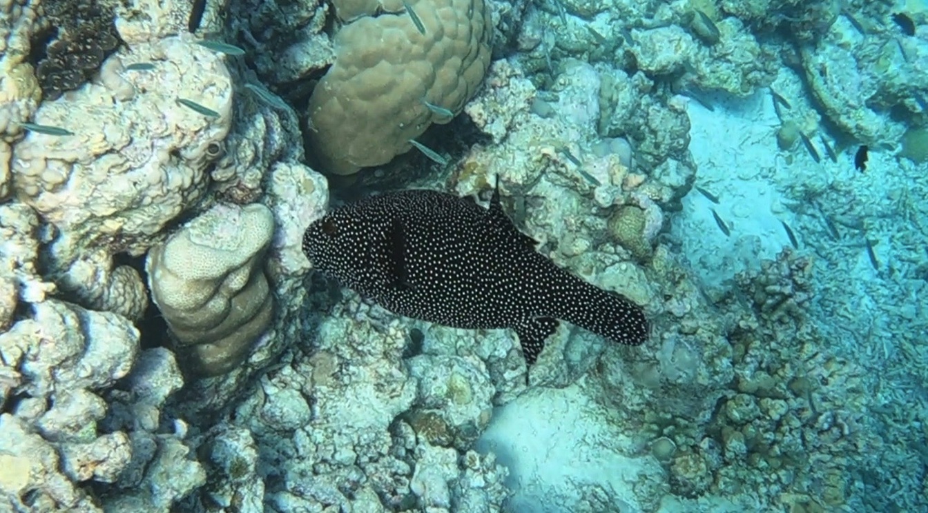 Pufferfish and Filefish Fish of the Maldives