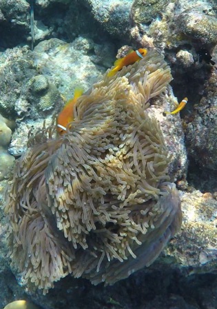 Blackfoot Anemonefish