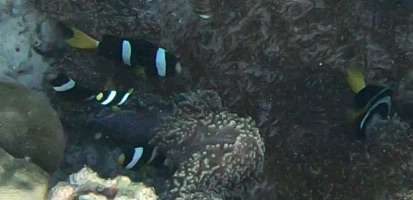Clark's Anemonefish