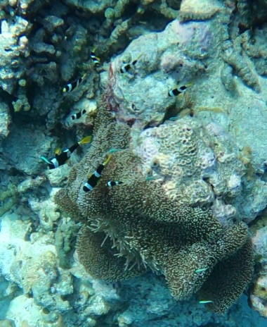 Clark's Anemonefish