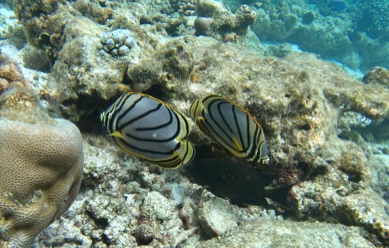 Scrawled Butterflyfish