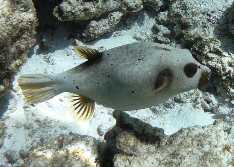 are box fish puffer fish Pufferfish Boxfish Filefish